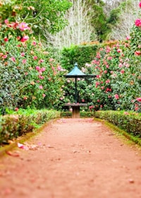 Garden pathway with stones